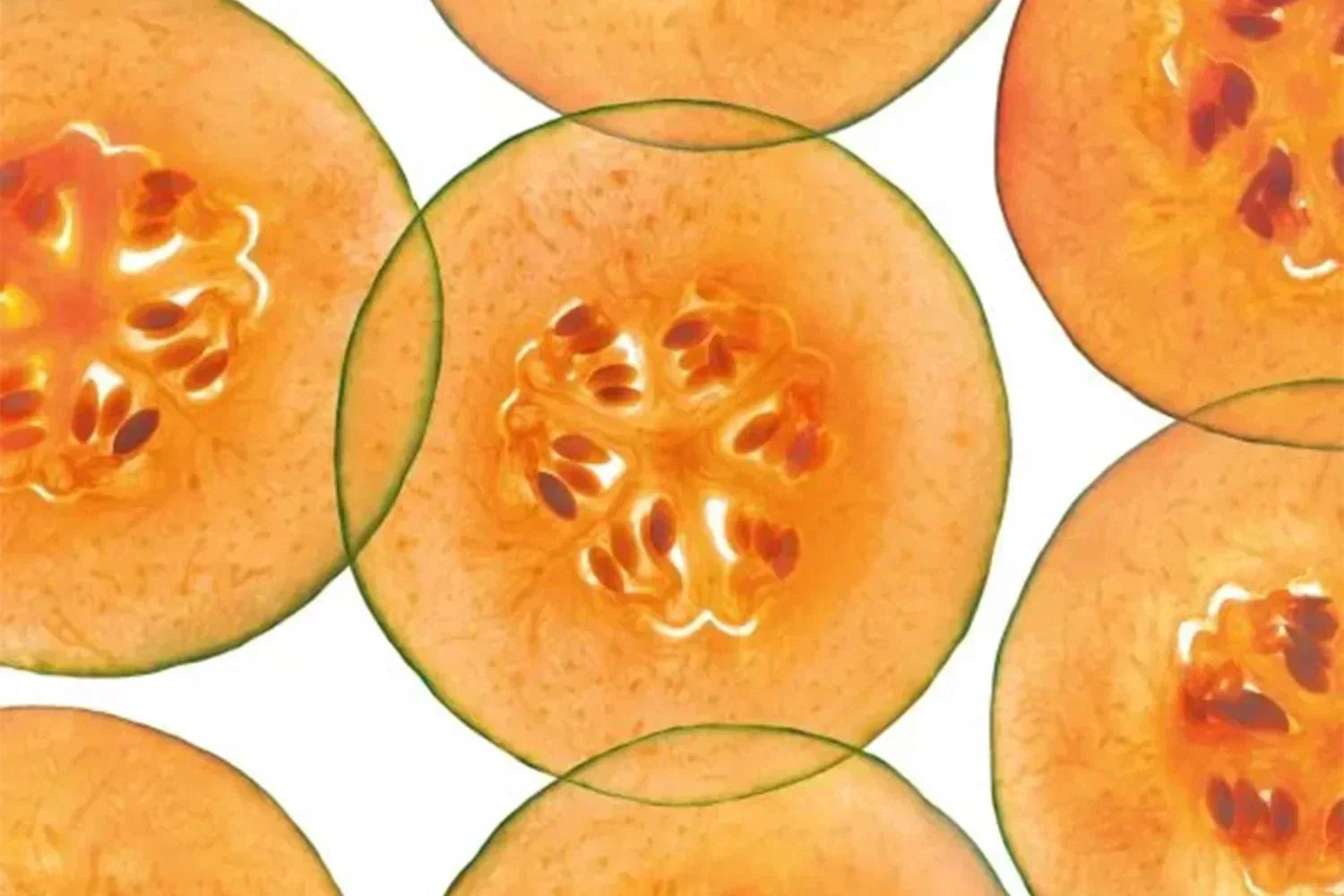 SOD de Melon - Holimel® - Ysalie Beauté