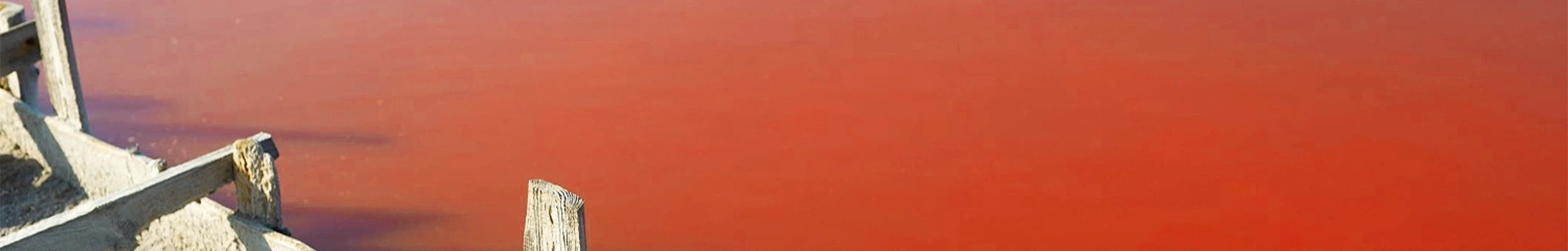 Bêta Carotène naturel Sunaliella salina