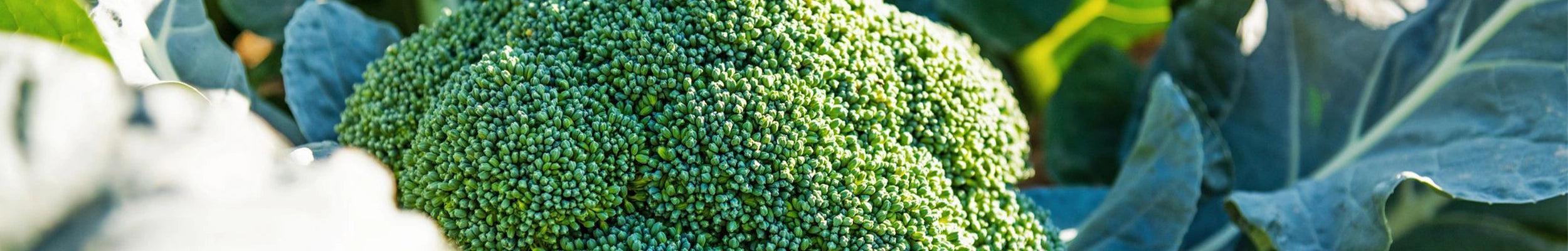 Graines de brocoli sulfodyne