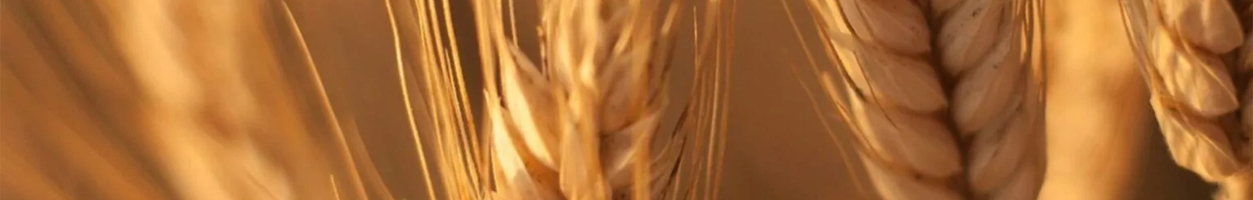 Céramides de blé Lipowheat de Robertet