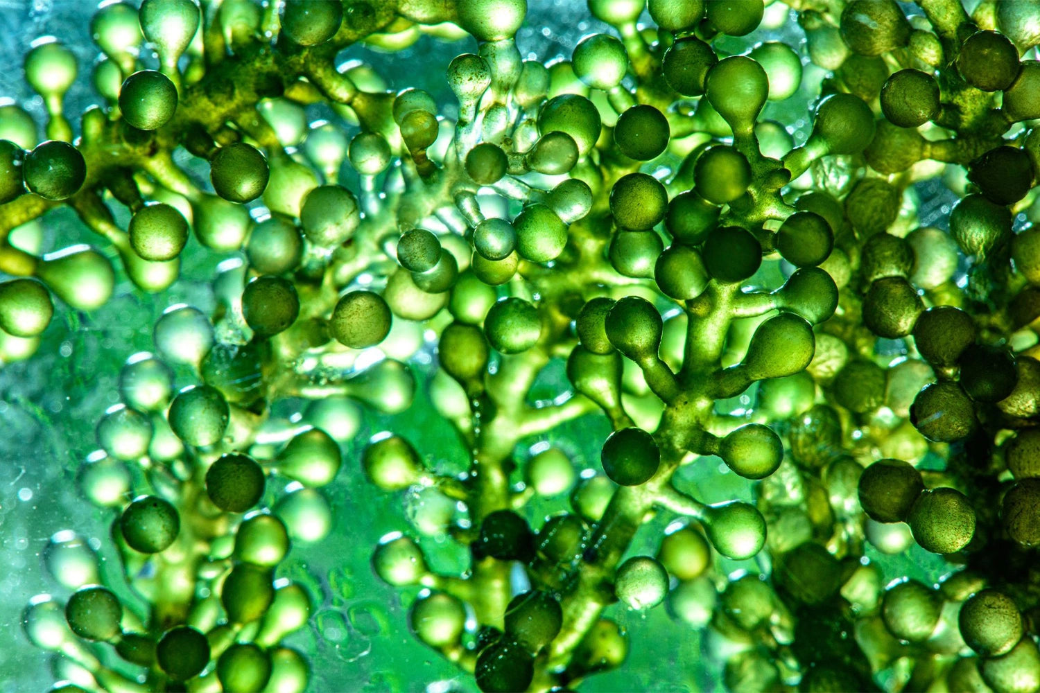 chlorelle présent dans les compléments alimentaires Collagène Booster et Détox Beauté