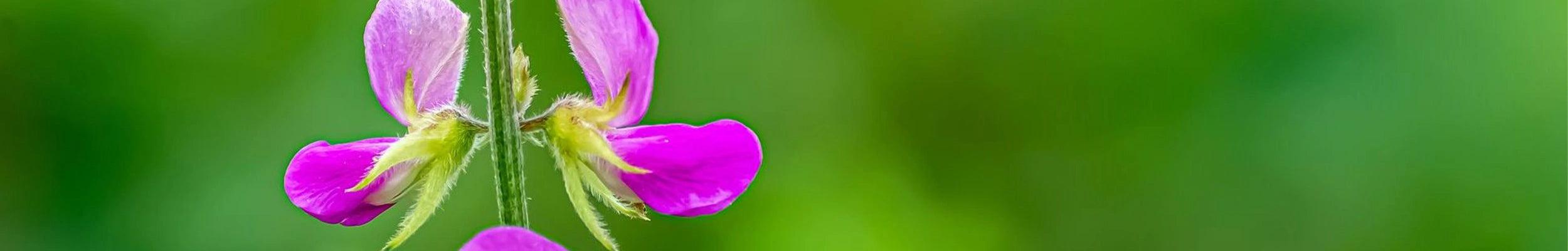 Desmodium de lattitude 23