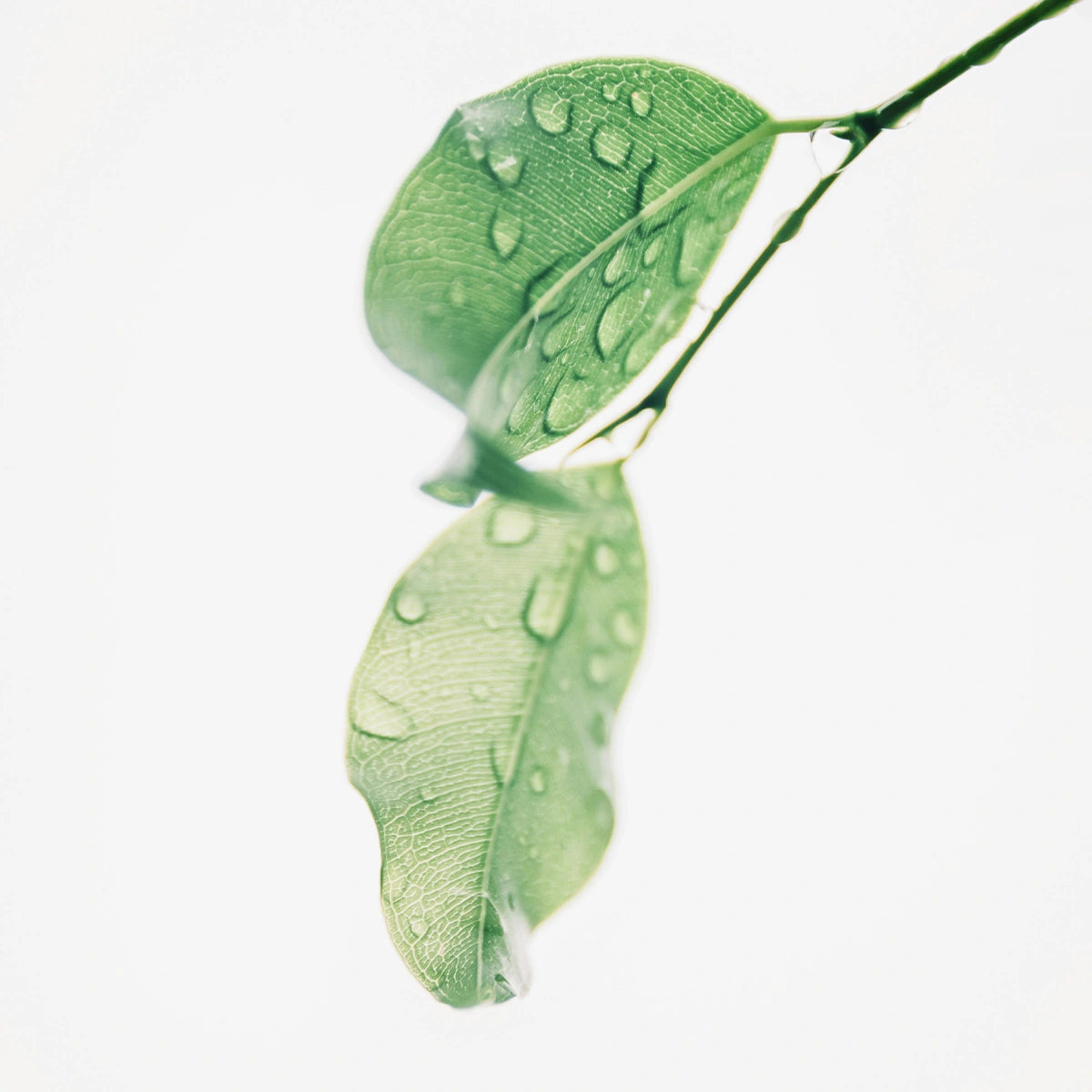 Feuilles vertes représentants pour Ysalie l'éthique une valeur forte au cœur des décisions.