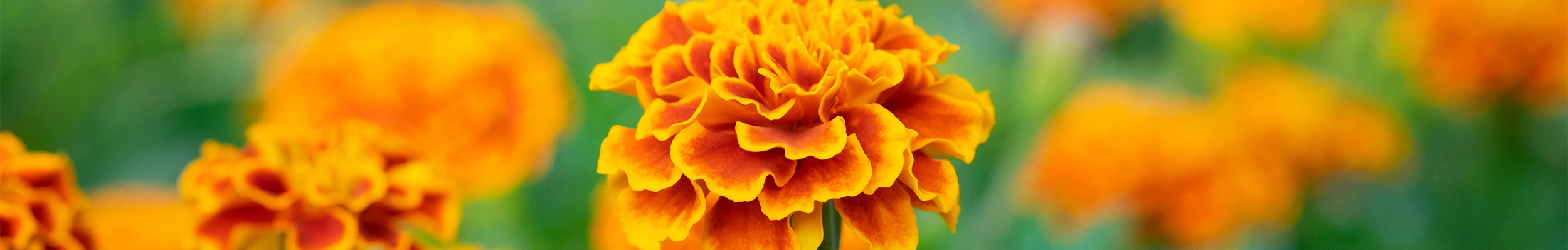 oeillet d'inde, rose d'inde Lutéine, zéaxanthine