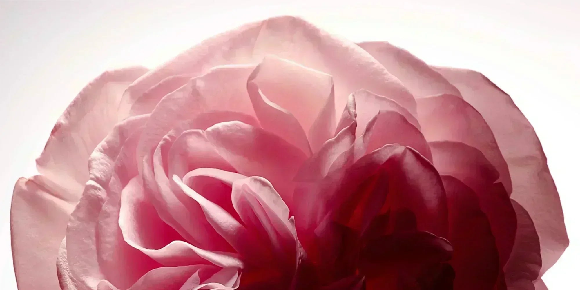 Damasty®, extrait de Rose de Damas : L'antioxydant qui diminue les taches pigmentaires et illumine le teint - Ysalie Beauté