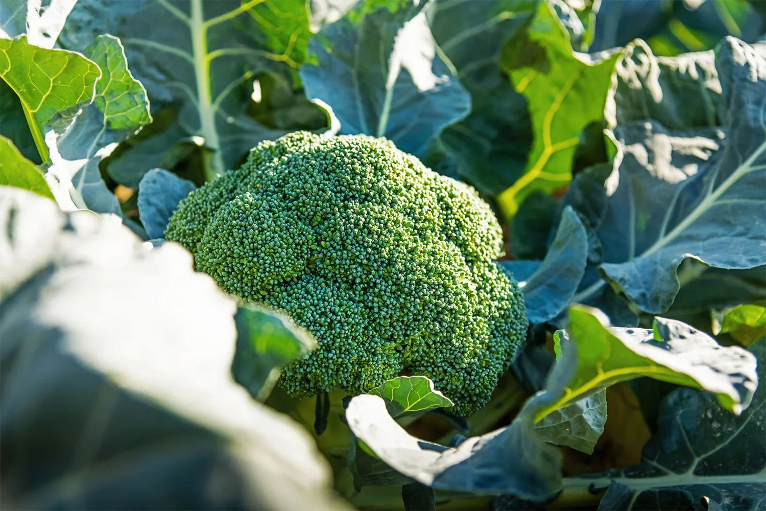 Brocoli - Sulfodyne®*