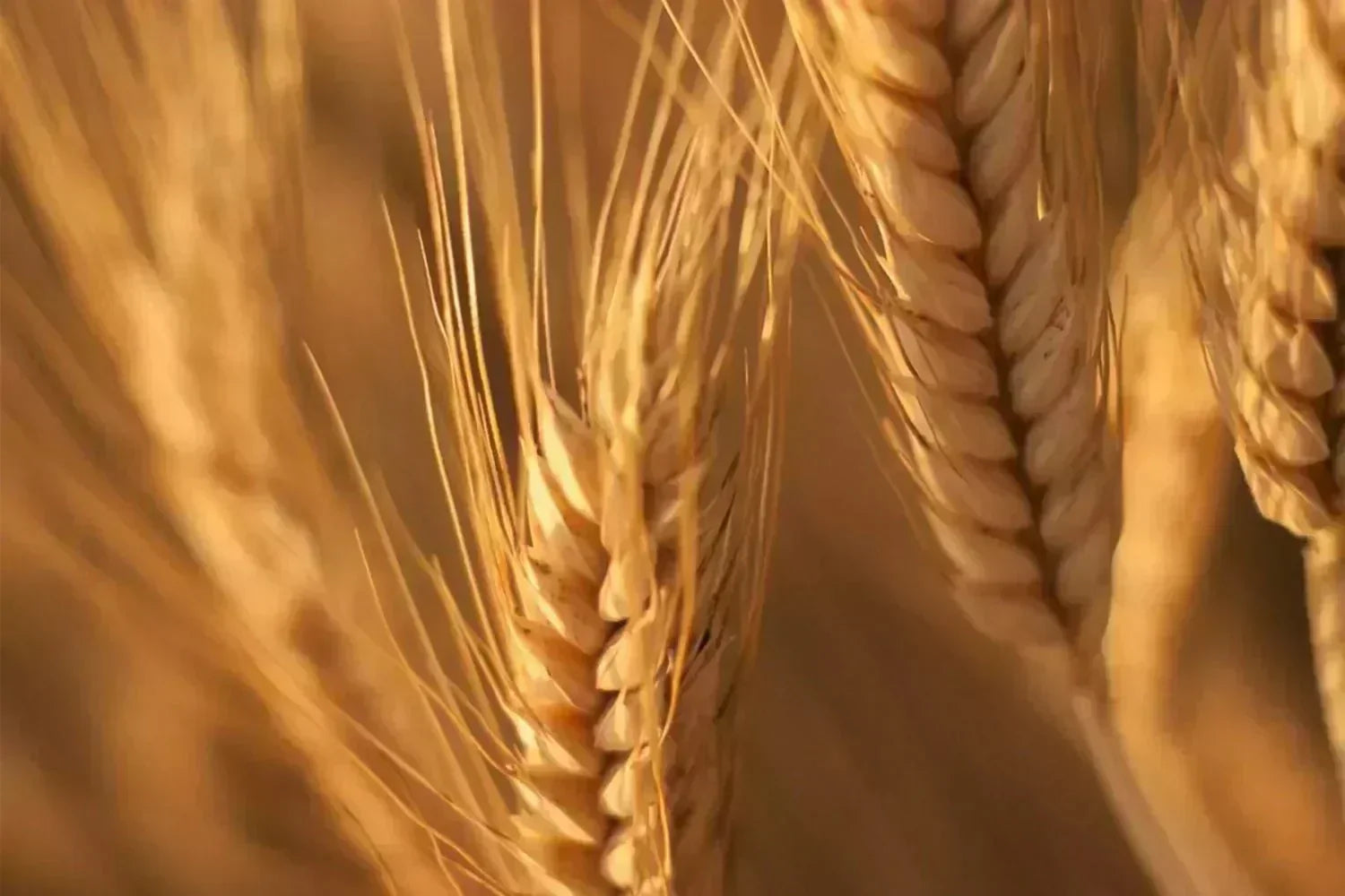 Céramides de Blé - Lipowheat® - Ysalie Beauté