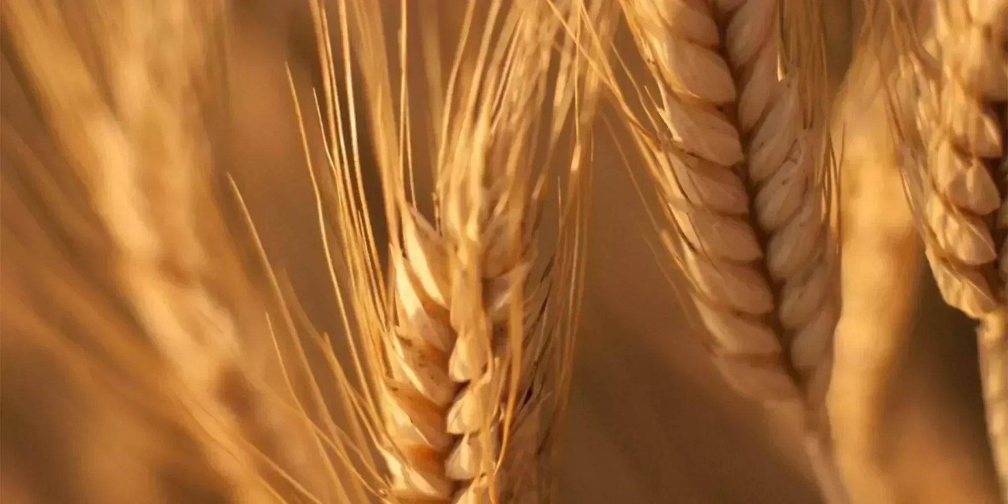 Les céramides - Lipowheat® : la clé pour une peau hydratée
