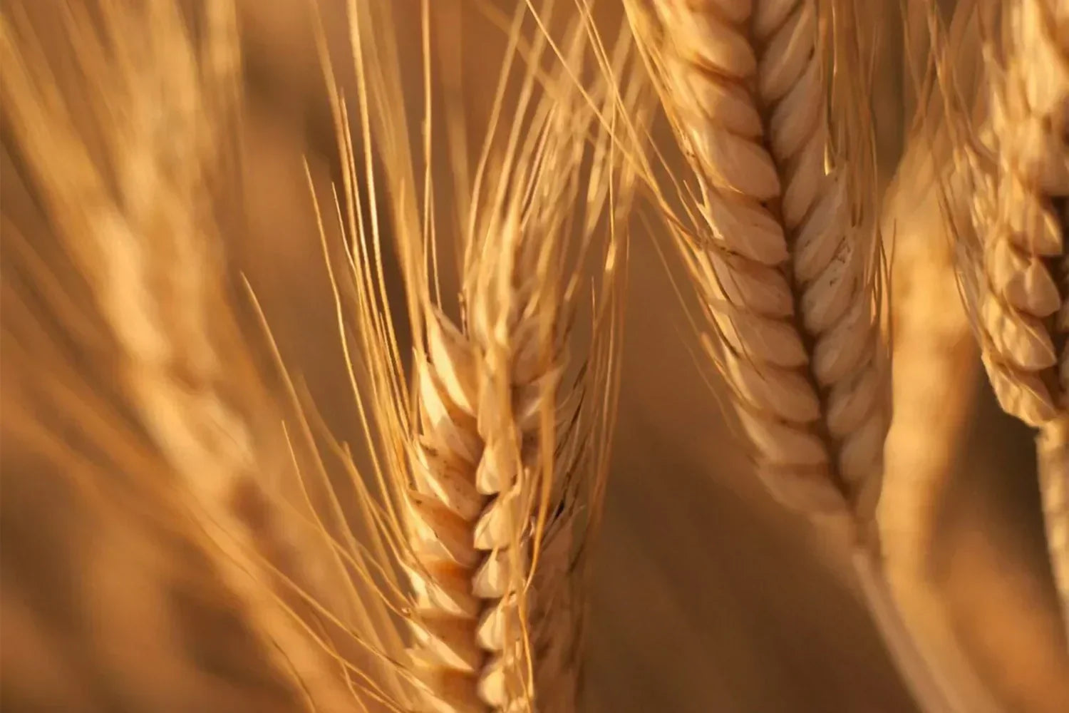 Céramides de Blé - Lipowheat®