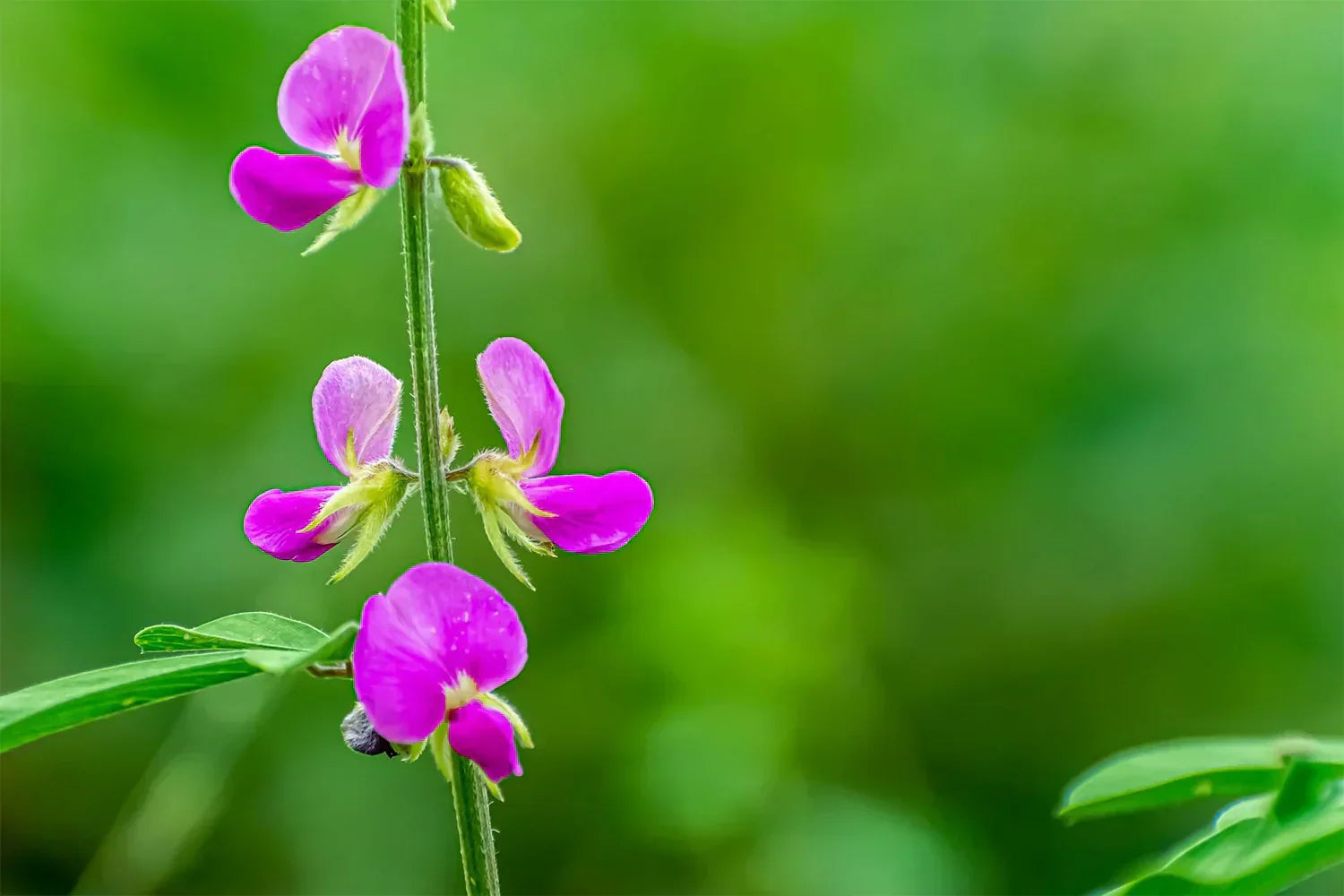 Desmodium