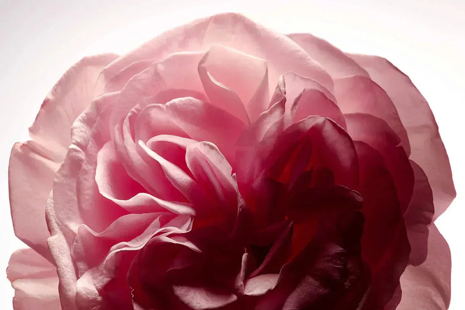 Damasty® - Rose, SOD de melon et Acerola - Ysalie Beauté