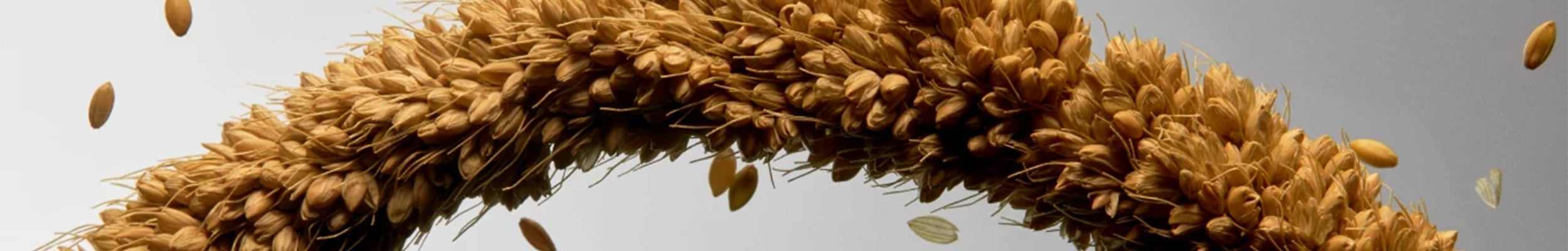 Bannière de l'ingrédient Millet 