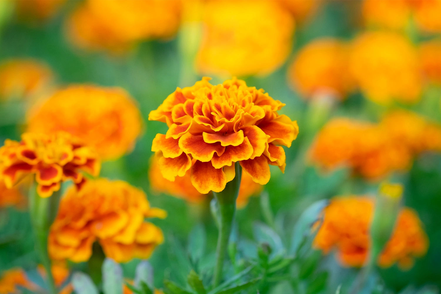 Oeillet d'Inde Floragle contenant de la lutéine