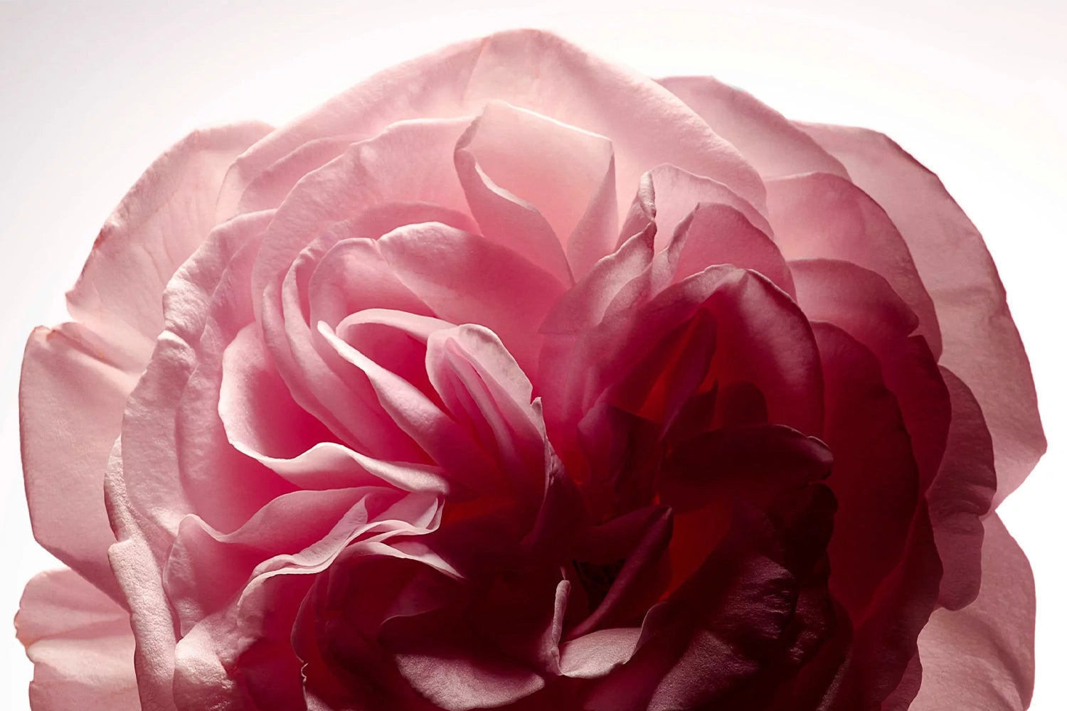 Rose de damas (Damasty) présent dans le complément alimentaire Teint Parfait 