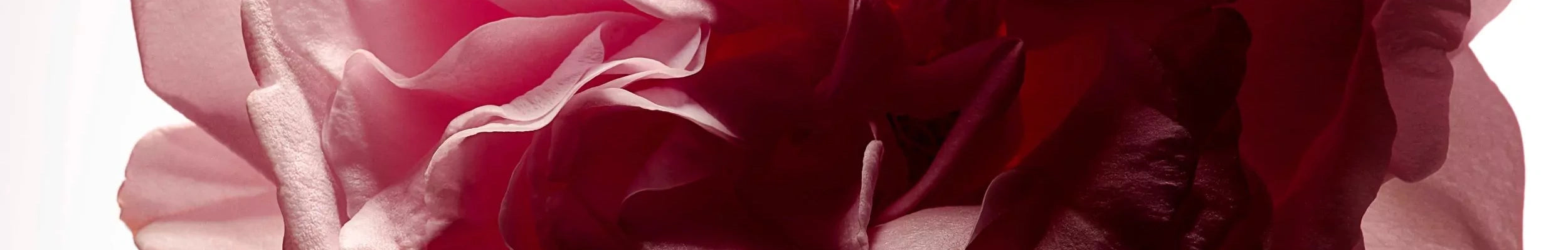Bannière de l'ingrédient Rose de damas