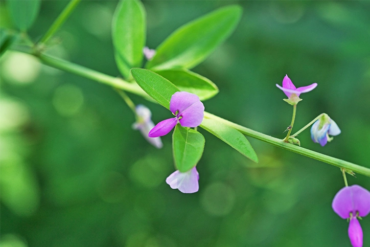 Desmodium